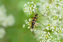 21 c Strangalia attenuata (Linnaeus, 1758)